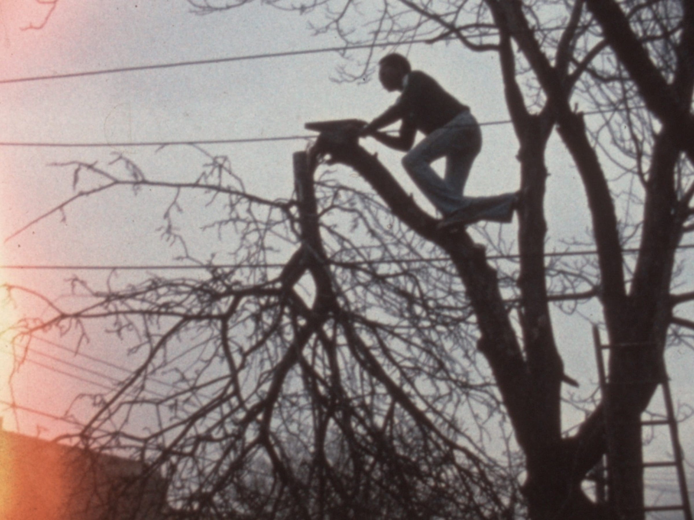 Joe Cutting Tree